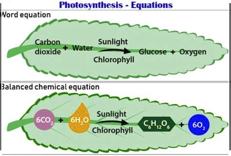 SOLVED: Photosynthesis Equations: Nord equation Carbon dioxide Sunlight Water Glucose ...