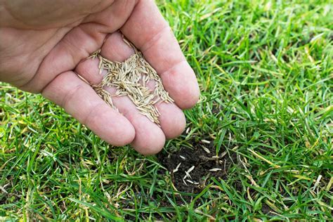 How to Plant Grass Seed