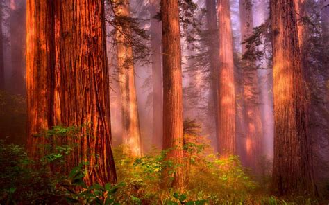 Redwood Desktop Wallpapers - Top Free Redwood Desktop Backgrounds - WallpaperAccess