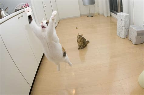 Animals Matter: How do cats learn how high they need to jump?