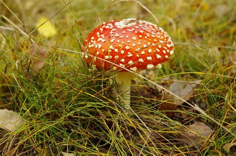 Forest Poisonous Mushroom Autumn free image download