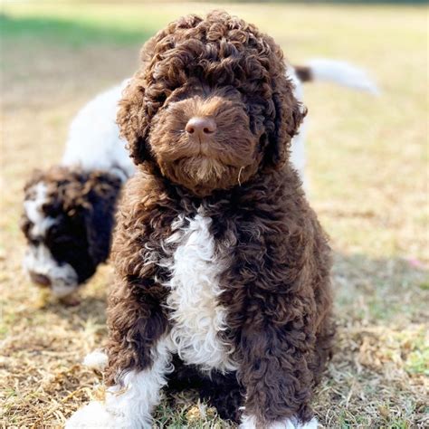 Lagotto Loft - Italian Water Dogs | Lagotto Romagnolo Of Singapore