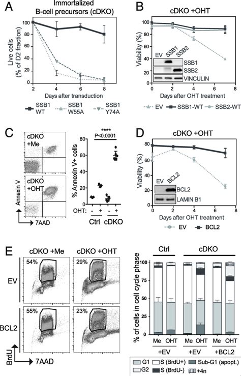 Genetic loss of both SSB proteins can be rescued by overexpression of... | Download Scientific ...