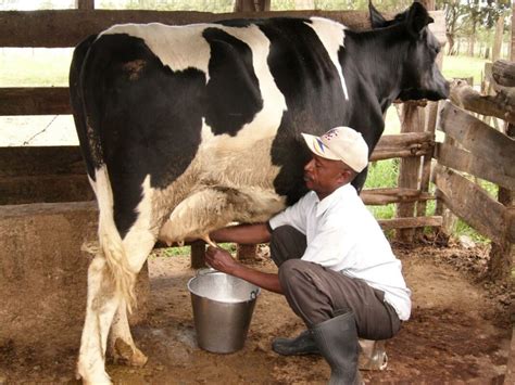 These 4 diets will boost your dairy cow's milk production during a dry season