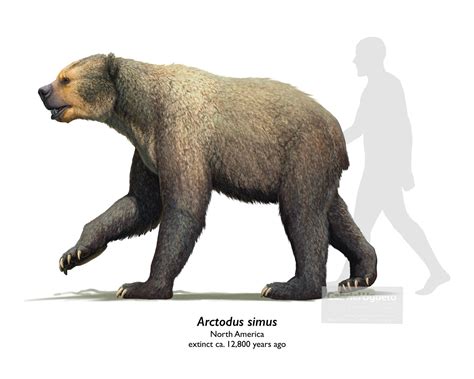 The giant short faced bear (Arctodus simus) by Gabriel Ugueto : r/pleistocene