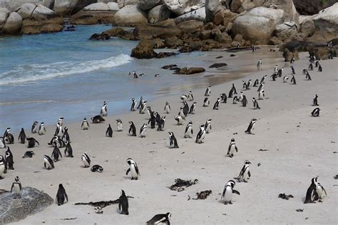 Simon's Town - Western Cape, South Africa | African Penguins Colony ...