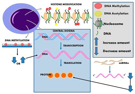 IJMS | Free Full-Text | Epigenetic Modifications in Essential Hypertension