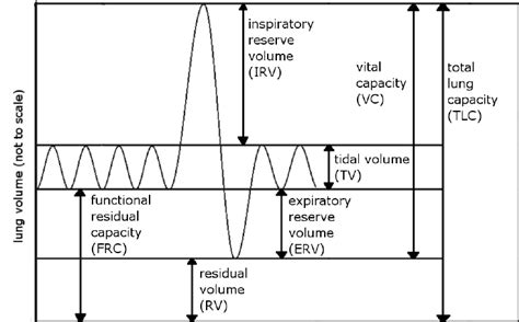 Lung volumes and capacities. | Download Scientific Diagram