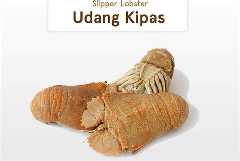 Mengenal Lebih Dekat Udang Kipas (Slipper Lobster) - PERIKANANKU