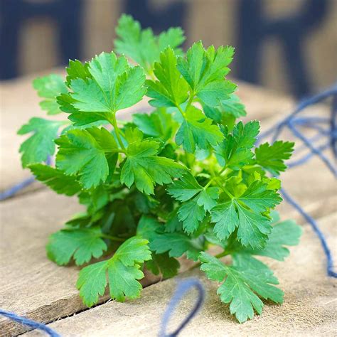 Herb Plant - Parsley Flat Leaf | Suttons