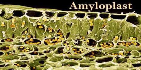 Amyloplast - Assignment Point