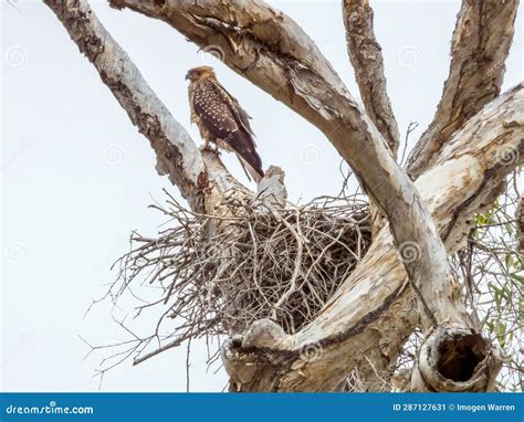 Whistling Kite at Nest in Queensland Australia Stock Image - Image of endangered, colorful ...