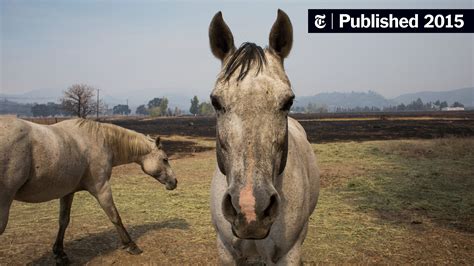 Frantic Evacuation in California Left Animals to Face Wildfire Alone ...