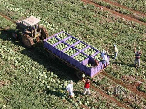 Agriculture In Israel