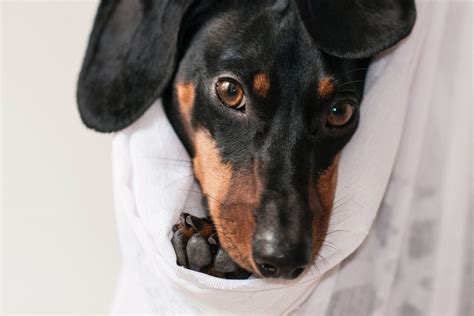 13 Causes of Shivering and Shaking in Dogs and What to Do - PetHelpful