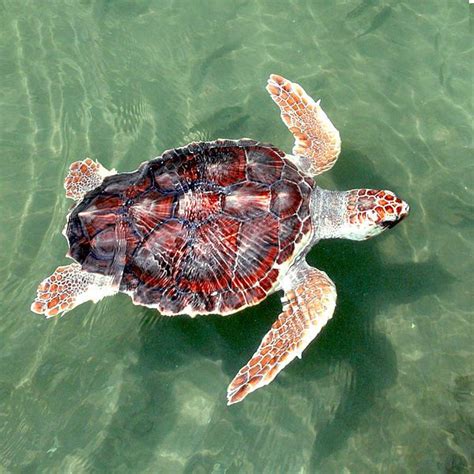 Where to See Sea Turtles | Tartaruga cabeçuda, Criaturas marinhas, Tartarugas