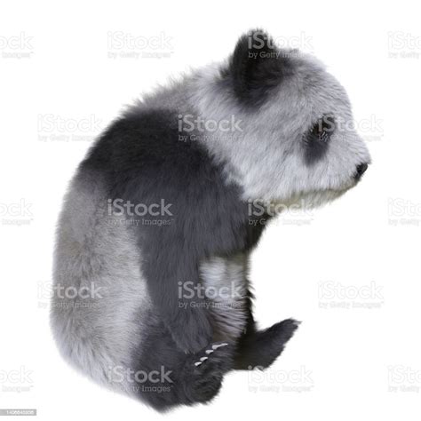 Panda Cub 3d Illustration Isolated White Background Stock Photo ...