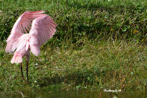 Anybody want a spoon(bill) that is: My wife and I took our usual walk in a local preserve this ...