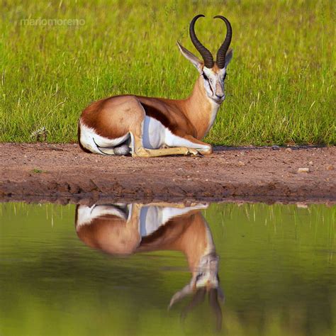 Springbok x 2 by Mario Moreno on 500px | African animals, Animals, Africa wildlife