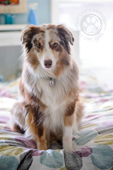 As 25 melhores ideias de Red merle australian shepherd no Pinterest ...