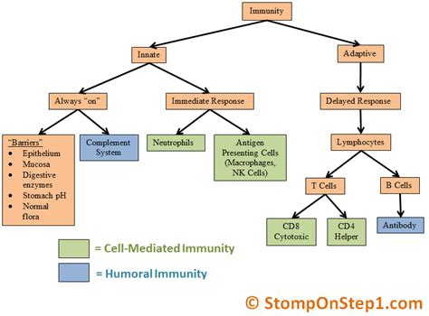 Module 18 (Innate immunity) Diagram | Quizlet