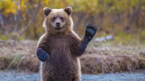 bears, Animals Wallpapers HD / Desktop and Mobile Backgrounds