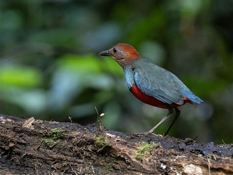 Birds of Halmahera | Art & Water Photography