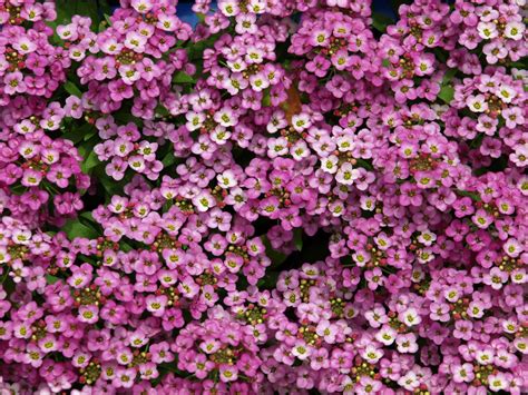 Sweet Alyssum Plant - Alyssum Flower