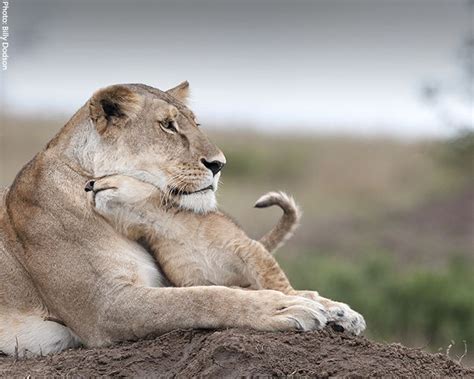 African Savanna Carnivores - Pets Lovers