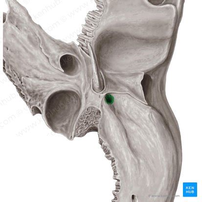 Stylomastoid foramen: definition, structure and function | Kenhub