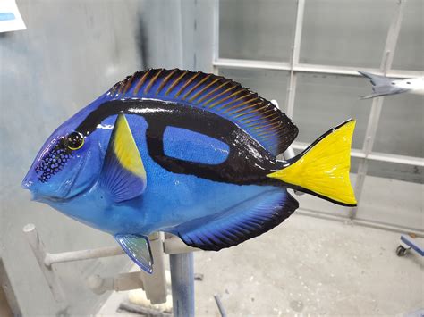 Blue Tang Fish Fish Mounts & Replicas by Coast-to-Coast Fish Mounts