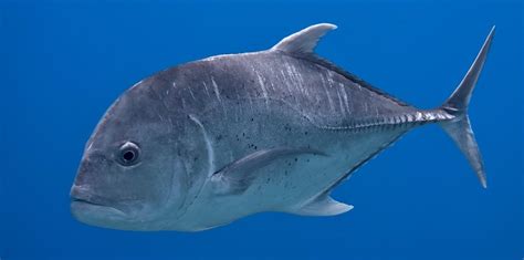 The Giant Trevally | Critter Science