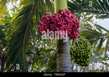 royal palm fruit (Roystonea regia Stock Photo - Alamy