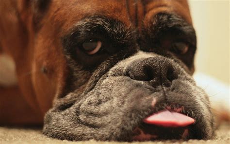 Funny Boxer Dog Face 62528 1920x1200px HD wallpaper | Pxfuel