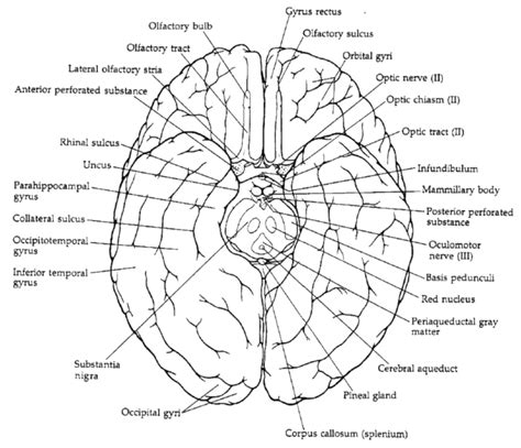 Ventral View of brain