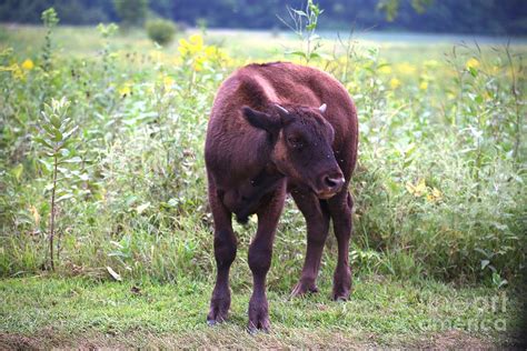 Bison Calf Photograph by Tom Chamberlain | Fine Art America