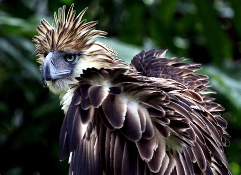 Philippine Eagle Wallpapers - Top Free Philippine Eagle Backgrounds - WallpaperAccess