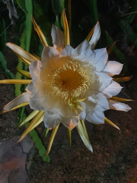 Night Lady pitaya flower stock image. Image of quail - 206904819