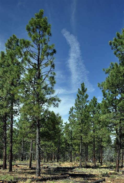 Kaibab National Forest - Forest Products Permits