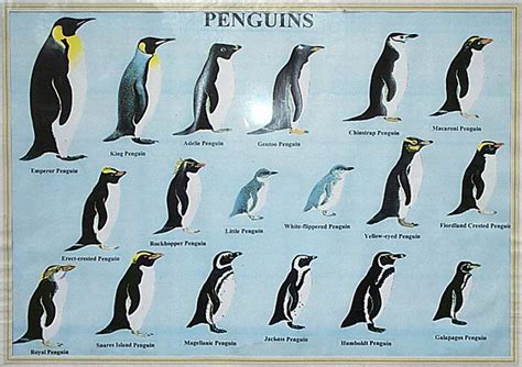 EVOLUTION - Emperor Penguins