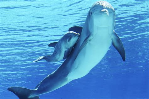 Baby dolphin makes a big splash in Las Vegas – Video | Las Vegas Review-Journal