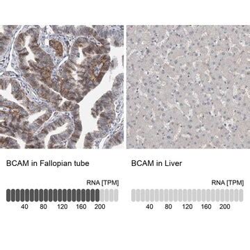 Abcam | Sigma-Aldrich