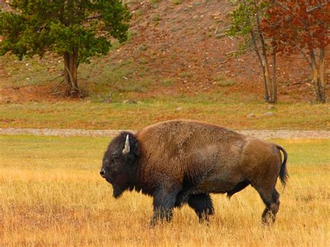 All About Animal Wildlife: American Bison Animal Few Facts and Images