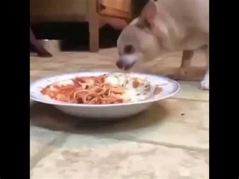 Dog eating spaghetti! [Meme] - YouTube