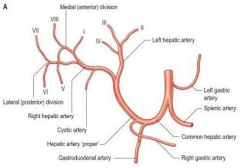 Liver Artery Anatomy