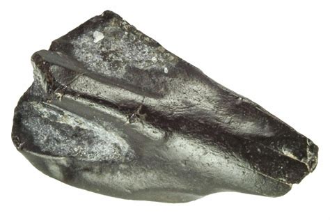 .6" Fossil Iguanodon (Mantellisaurus) Tooth - England (#206551) For ...