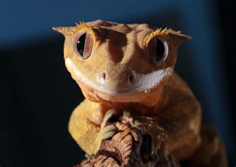 Which Reptiles are the Best Pets for Beginners? - BuzzSharer.com