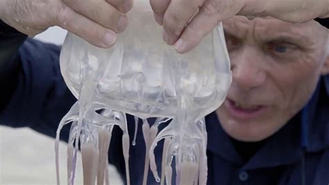 The World's Most Deadly Venom The Box Jellyfish in 2020 | Jellyfish ...