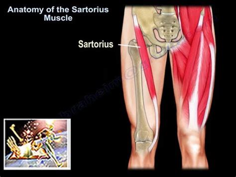 Anatomy Of The Sartorius Muscle - Everything You Need To Know - Dr. Nabil Ebraheim - YouTube