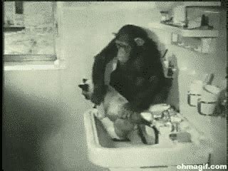 New trending GIF tagged cat animals monkey animal… | Trending Gifs